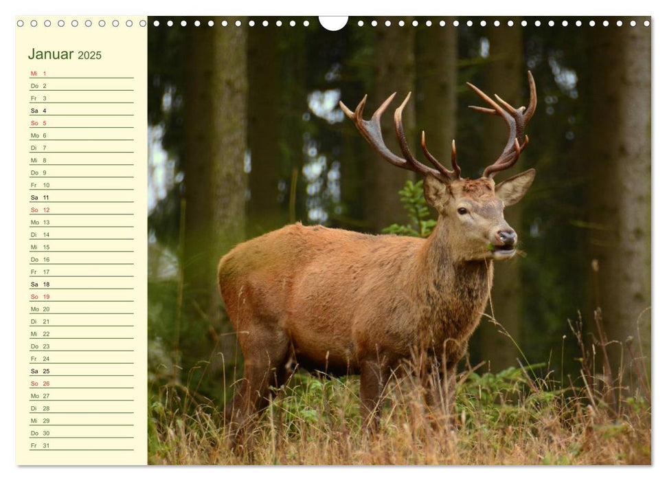 Begegnungen. DER HIRSCH (CALVENDO Wandkalender 2025)