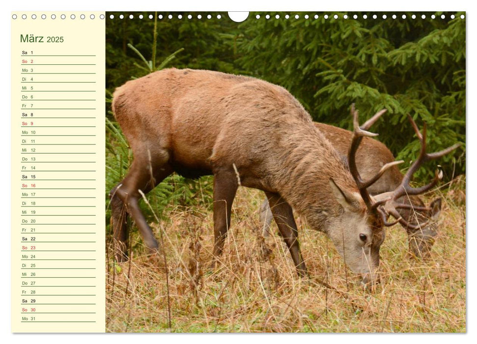 Begegnungen. DER HIRSCH (CALVENDO Wandkalender 2025)