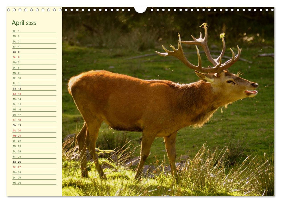 Begegnungen. DER HIRSCH (CALVENDO Wandkalender 2025)