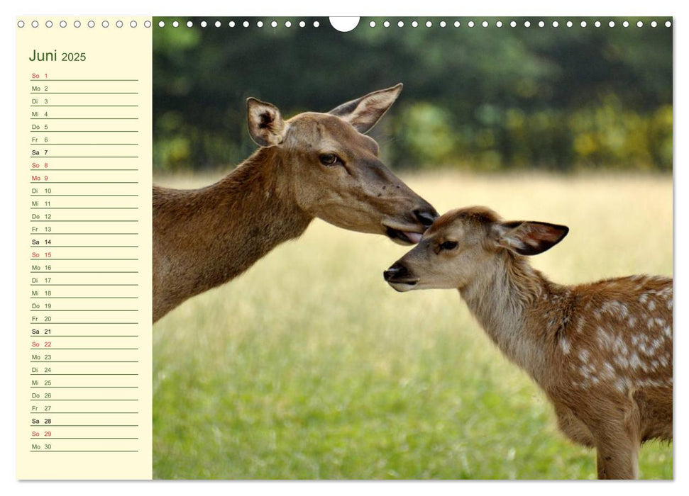 Begegnungen. DER HIRSCH (CALVENDO Wandkalender 2025)