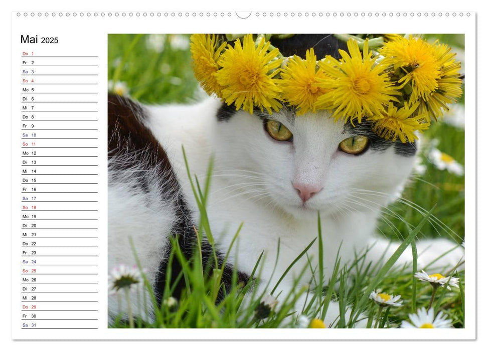 Die Launen der Katzen 2025 (CALVENDO Premium Wandkalender 2025)