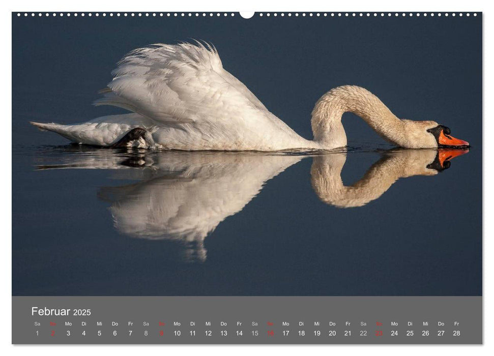 Der Federsee - Vogelparadies in Oberschwaben (CALVENDO Premium Wandkalender 2025)