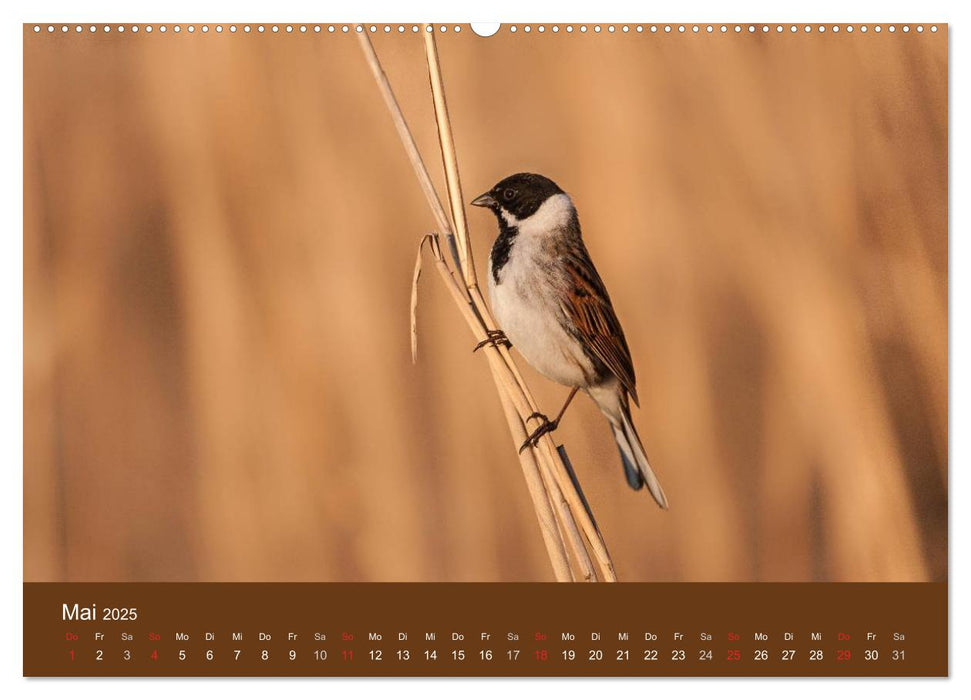 Der Federsee - Vogelparadies in Oberschwaben (CALVENDO Premium Wandkalender 2025)