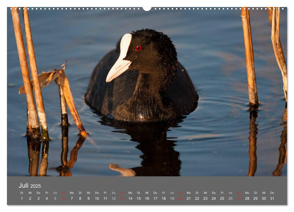 Der Federsee - Vogelparadies in Oberschwaben (CALVENDO Premium Wandkalender 2025)