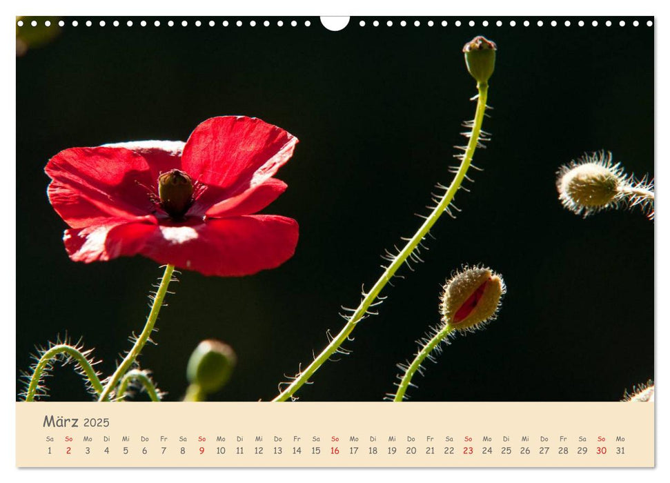 Mohnblumen - rote Schönheiten (CALVENDO Wandkalender 2025)