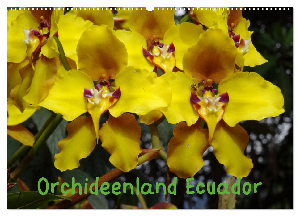 Orchideenland Ecuador (CALVENDO Wandkalender 2025)