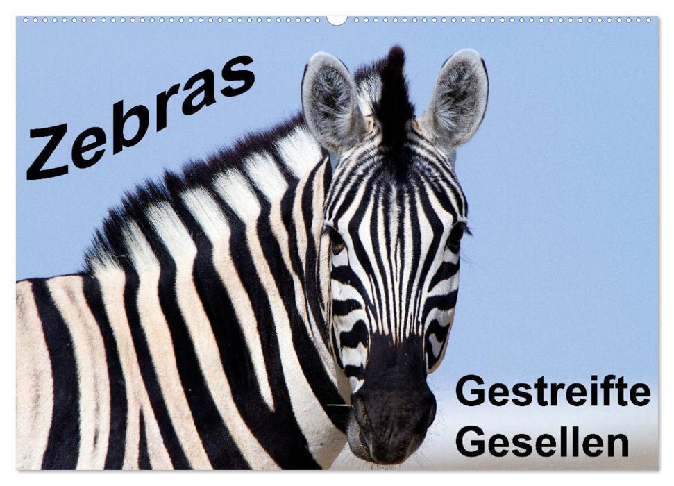 Zebras - Gestreifte Gesellen (CALVENDO Wandkalender 2025)