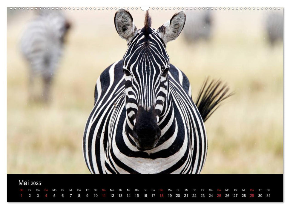 Zebras - Gestreifte Gesellen (CALVENDO Wandkalender 2025)