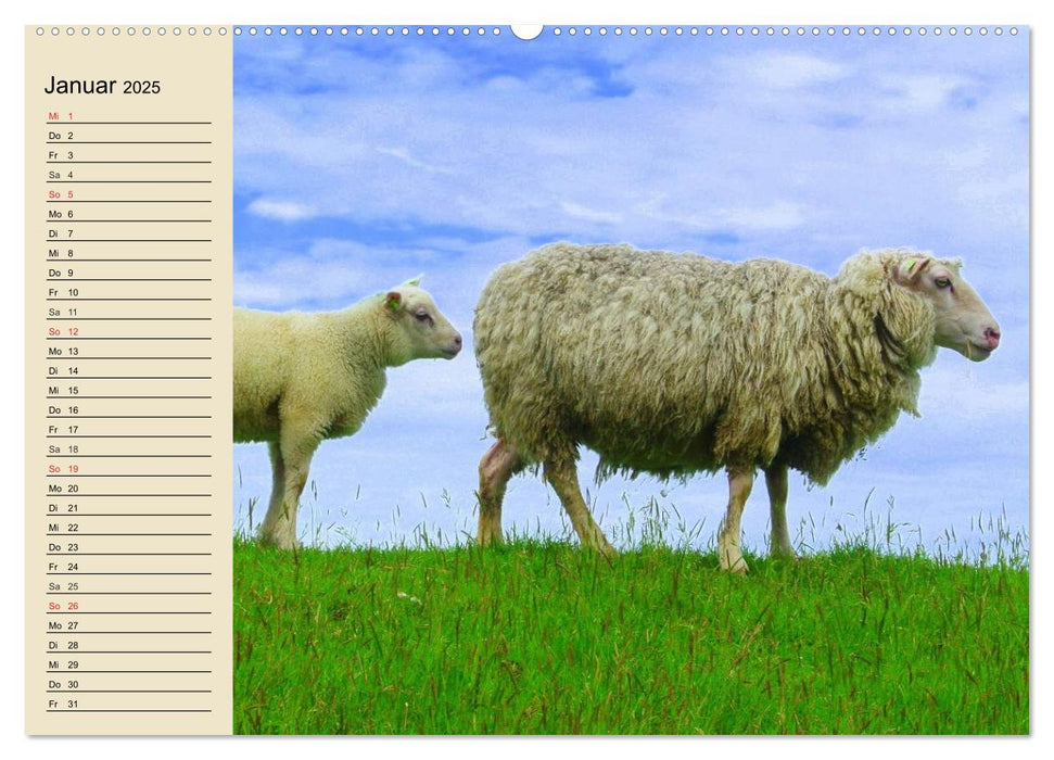 Schafe. Friedliche Rasentrimmer und Einschlafhilfen (CALVENDO Premium Wandkalender 2025)