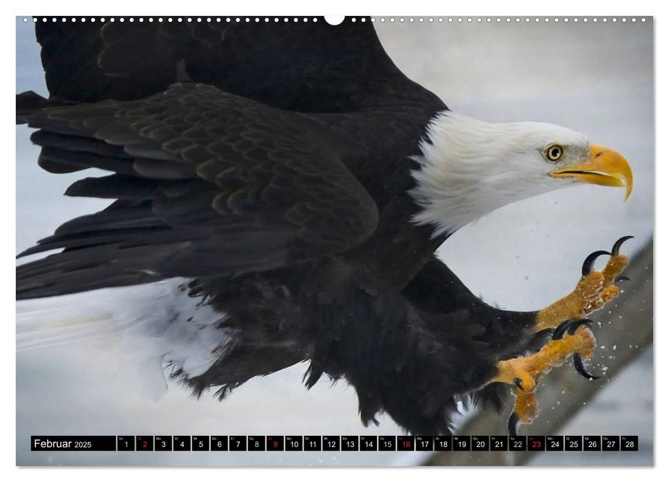 Weißkopfseeadler. Symbol der Freiheit (CALVENDO Premium Wandkalender 2025)