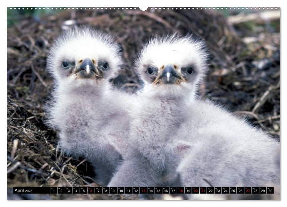 Weißkopfseeadler. Symbol der Freiheit (CALVENDO Premium Wandkalender 2025)