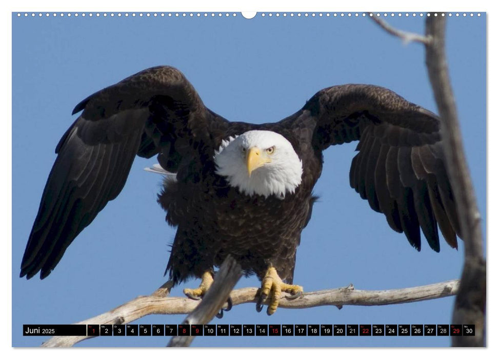 Weißkopfseeadler. Symbol der Freiheit (CALVENDO Premium Wandkalender 2025)