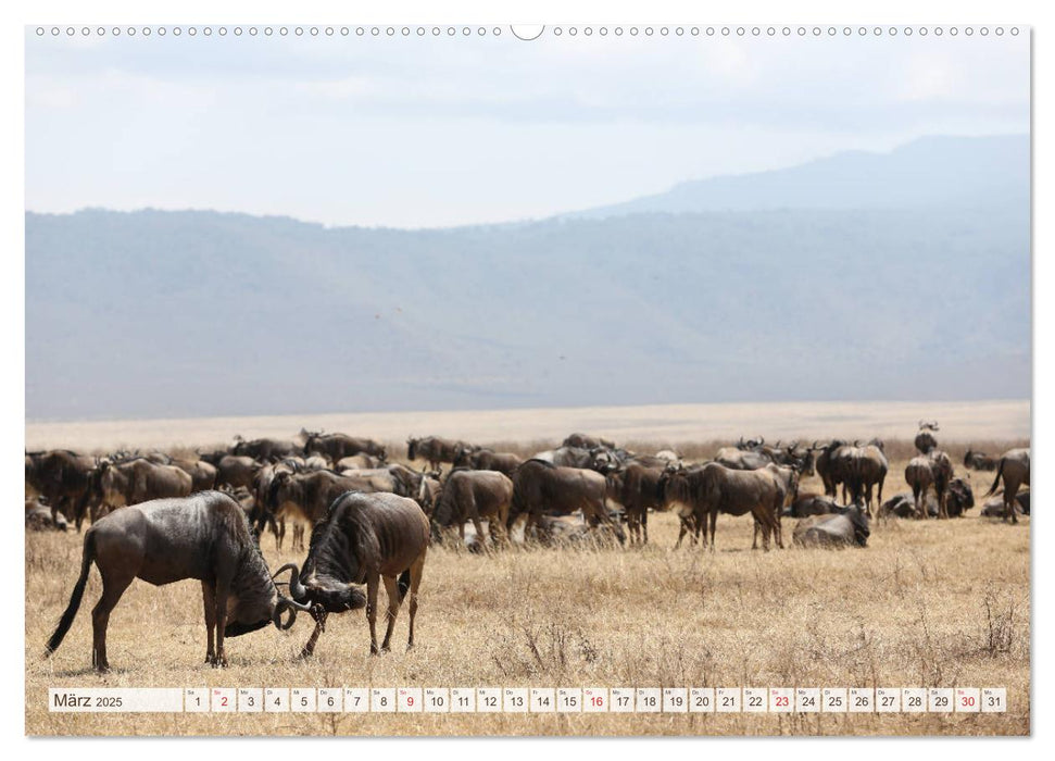 Tansania - Durch die Nationalparks Ostafrikas (CALVENDO Wandkalender 2025)