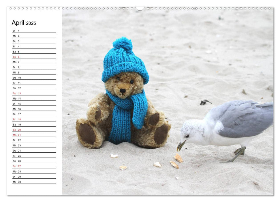 Teddy unterwegs (CALVENDO Premium Wandkalender 2025)