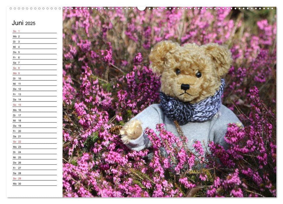 Teddy unterwegs (CALVENDO Premium Wandkalender 2025)