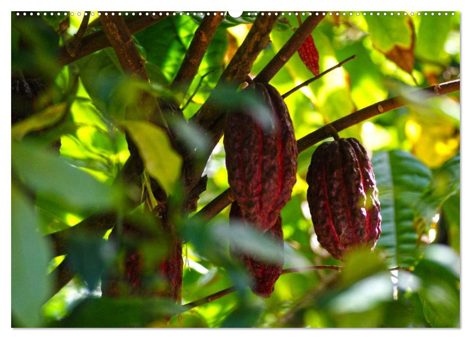 Schokolade. Von der Kakaobohne zur Köstlichkeit (CALVENDO Wandkalender 2025)