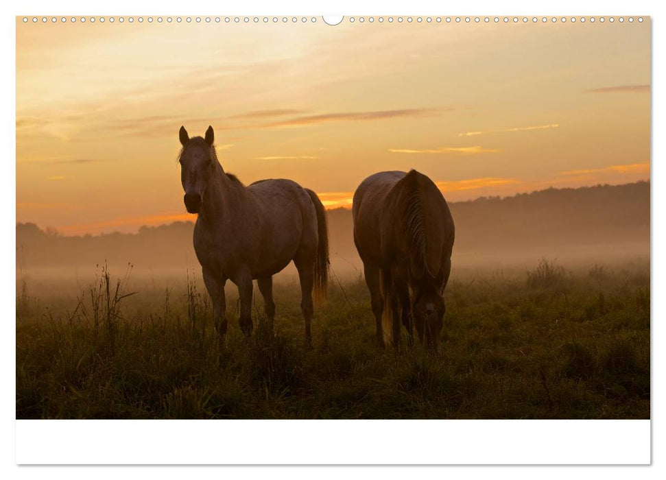 Naturpark am Stettiner Haff (CALVENDO Wandkalender 2025)