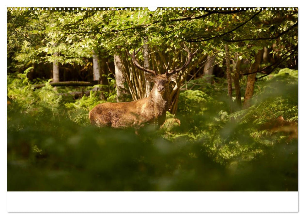 Naturpark am Stettiner Haff (CALVENDO Wandkalender 2025)