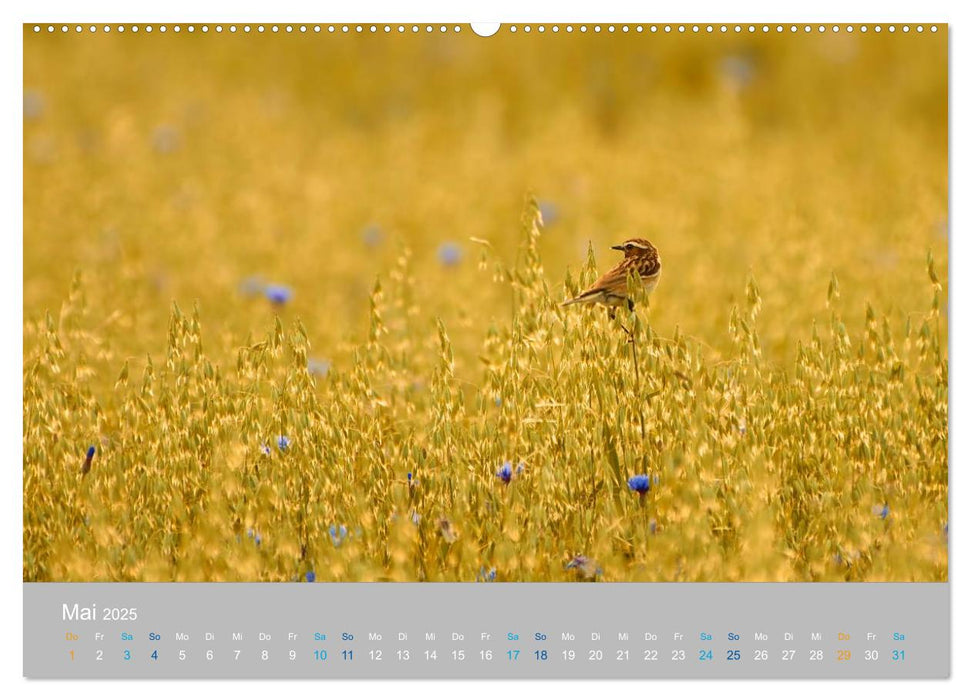 Naturpark am Stettiner Haff (CALVENDO Wandkalender 2025)