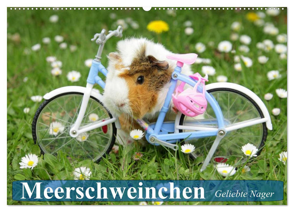 Meerschweinchen. Geliebte Nager (CALVENDO Wandkalender 2025)