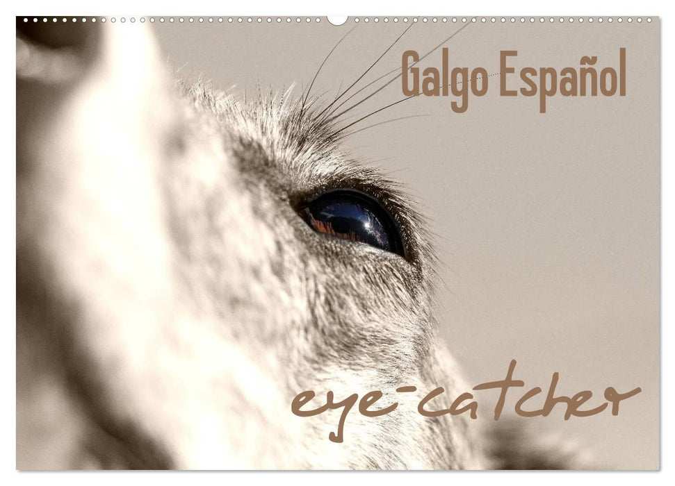 Galgo eye-catcher (CALVENDO Wandkalender 2025)