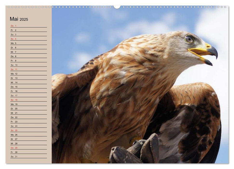 Der Steinadler. Majestätischer Greifvogel (CALVENDO Wandkalender 2025)