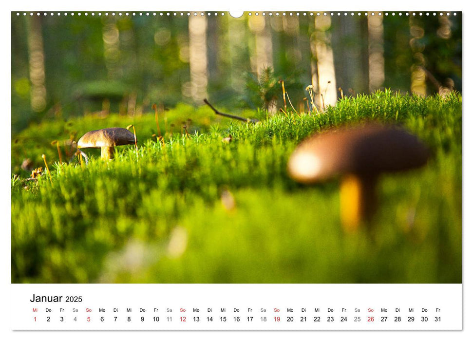 Pilze - fleißige Waldarbeiter (CALVENDO Wandkalender 2025)