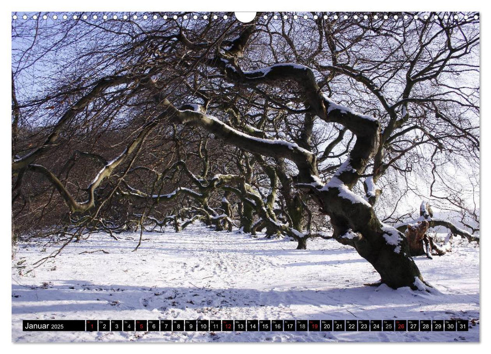 Die Süntelbuchenallee von Bad Nenndorf (CALVENDO Wandkalender 2025)