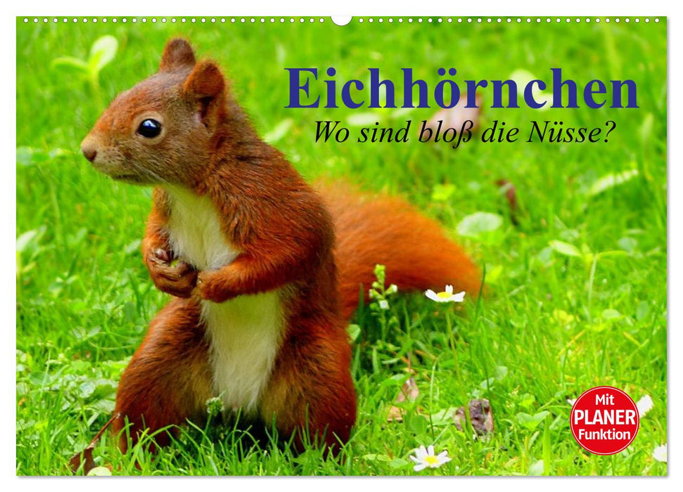 Eichhörnchen. Wo sind bloß die Nüsse? (CALVENDO Wandkalender 2025)