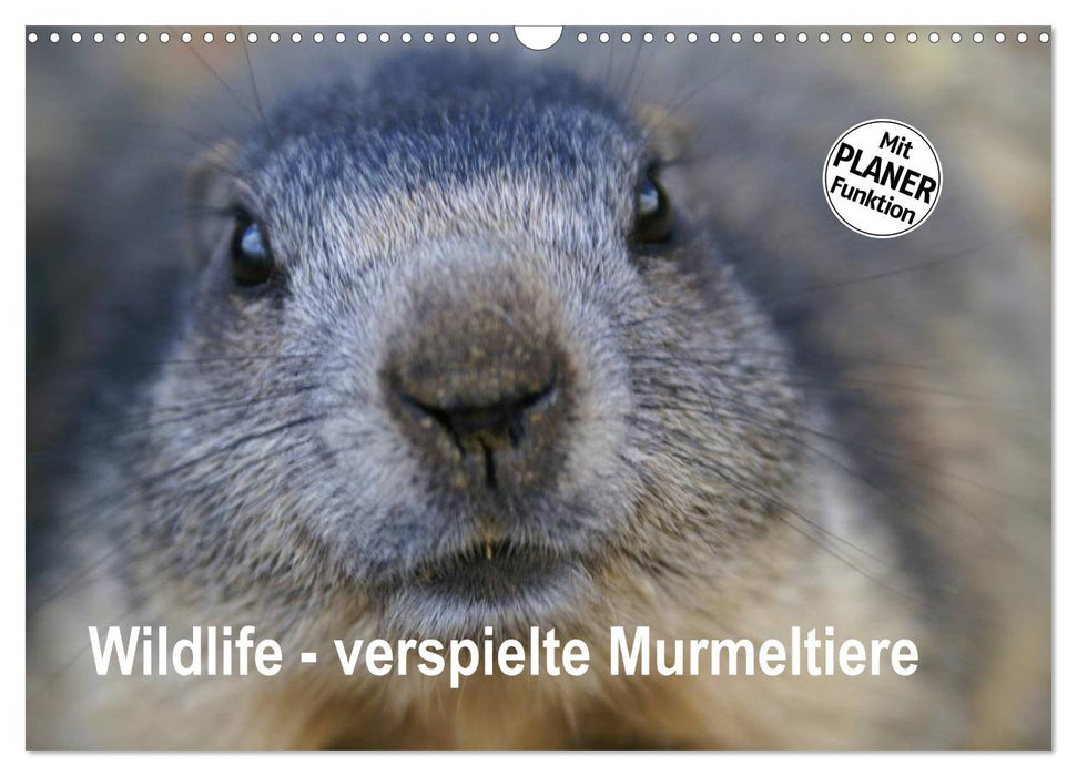 Wildlife - Verspielte Murmeltiere (CALVENDO Wandkalender 2025)