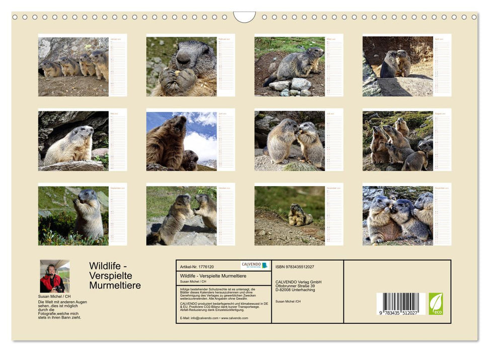Wildlife - Verspielte Murmeltiere (CALVENDO Wandkalender 2025)