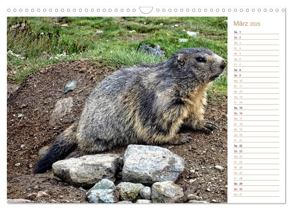 Wildlife - Verspielte Murmeltiere (CALVENDO Wandkalender 2025)