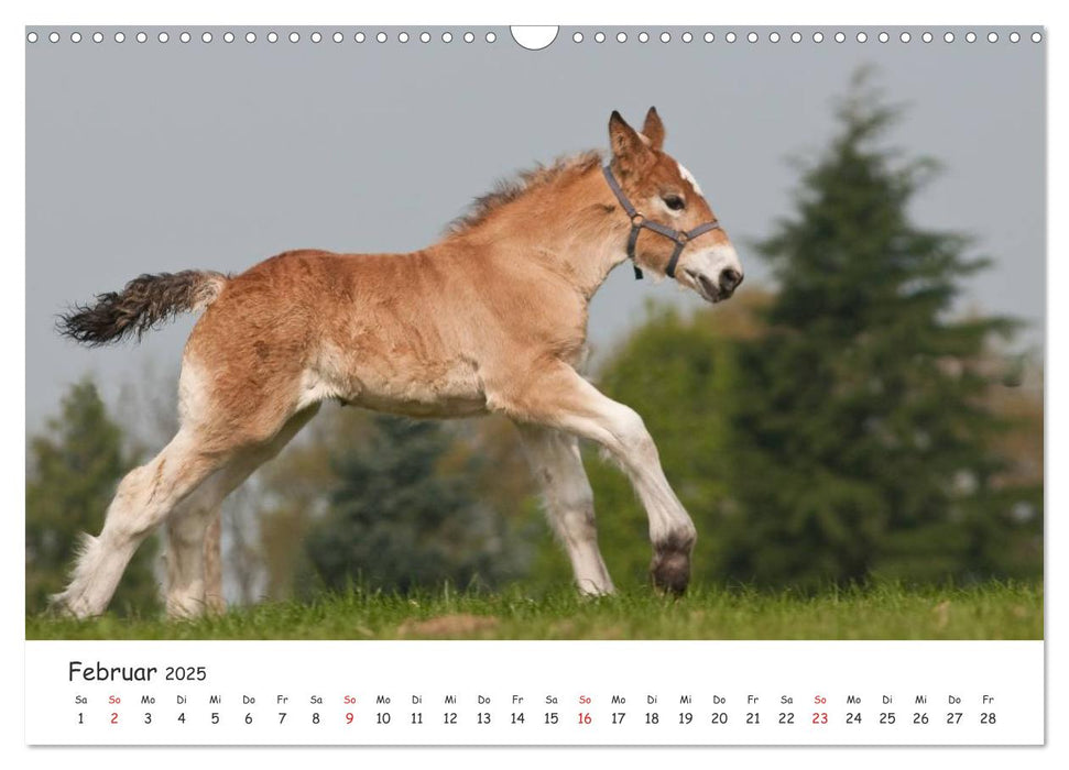 Kaltblut - schwere Pferde mit Herz (CALVENDO Wandkalender 2025)