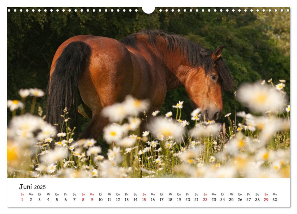 Kaltblut - schwere Pferde mit Herz (CALVENDO Wandkalender 2025)