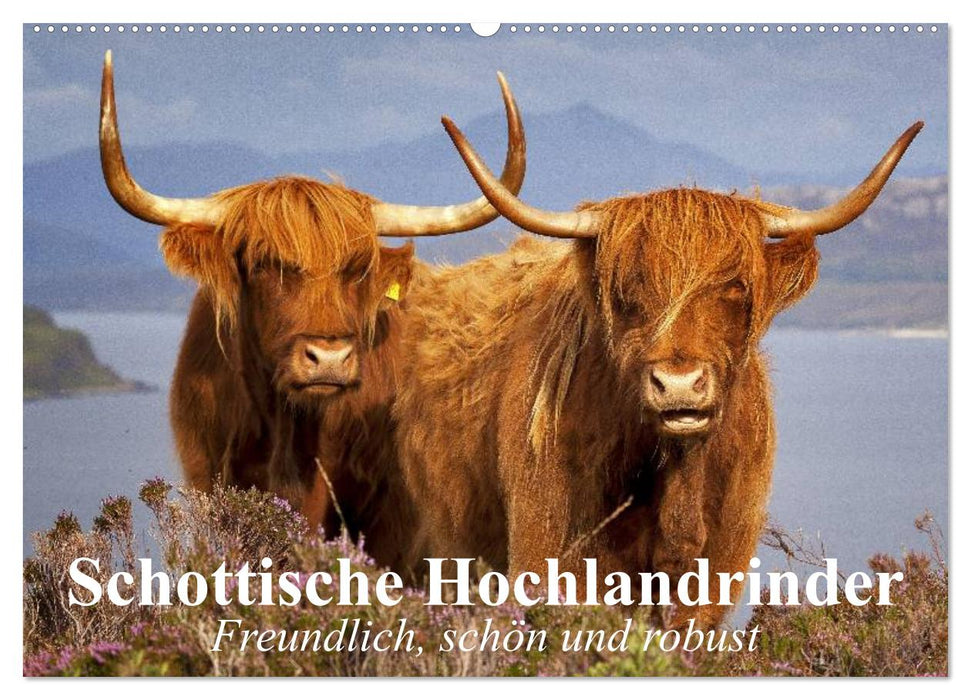 Schottische Hochlandrinder. Freundlich, schön und robust (CALVENDO Wandkalender 2025)