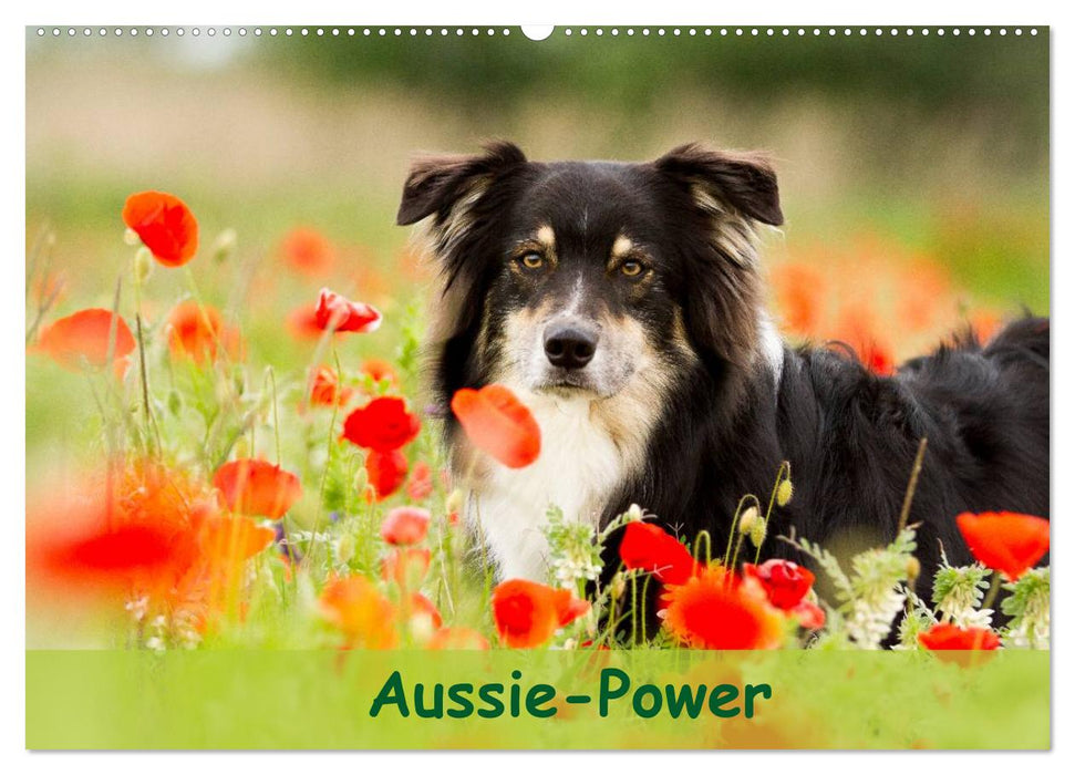 Aussie-Power (CALVENDO Wandkalender 2025)