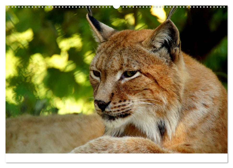 Der Luchs. Pinselohren und Bernsteinaugen (CALVENDO Wandkalender 2025)