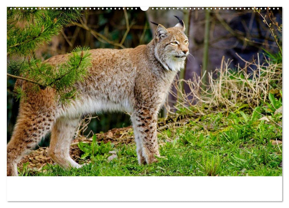 Der Luchs. Pinselohren und Bernsteinaugen (CALVENDO Wandkalender 2025)