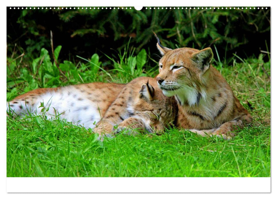 Der Luchs. Pinselohren und Bernsteinaugen (CALVENDO Wandkalender 2025)