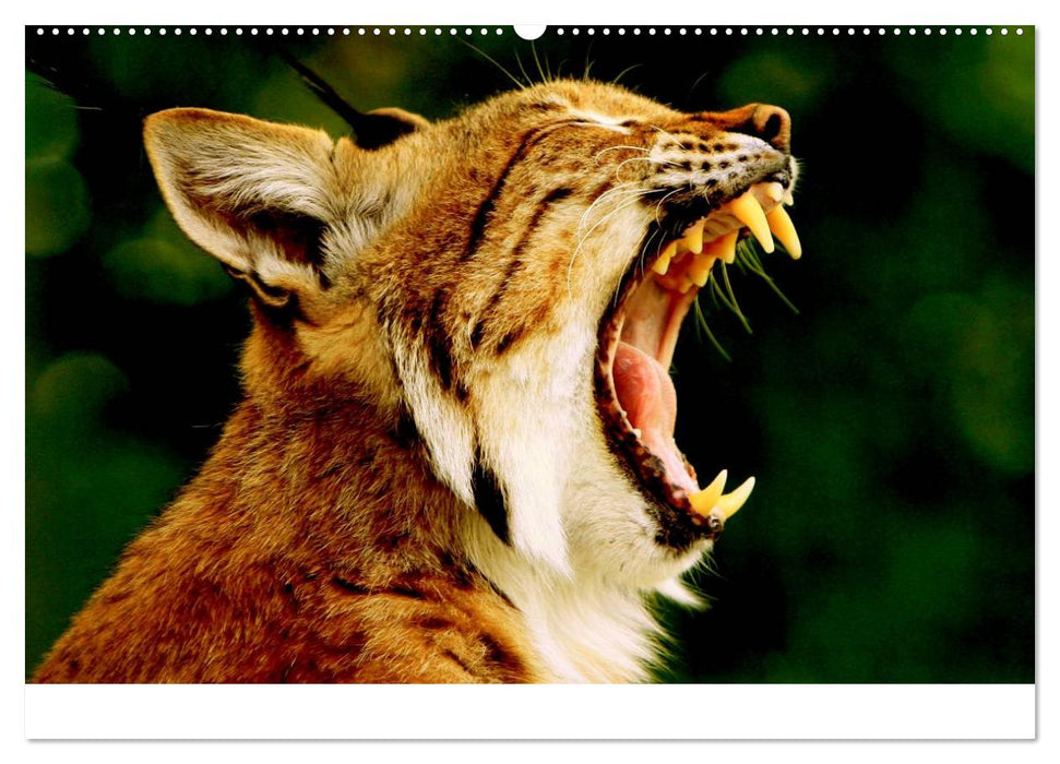 Der Luchs. Pinselohren und Bernsteinaugen (CALVENDO Wandkalender 2025)