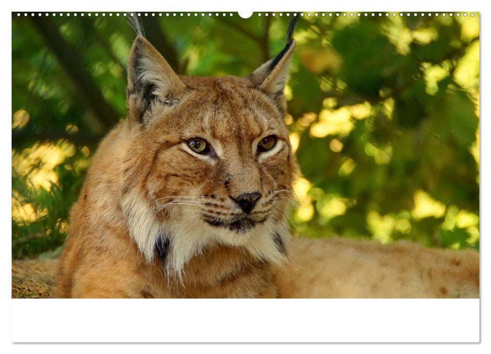 Der Luchs. Pinselohren und Bernsteinaugen (CALVENDO Wandkalender 2025)