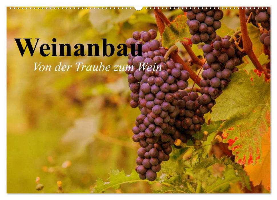 Weinanbau. Von der Traube zum Wein (CALVENDO Wandkalender 2025)