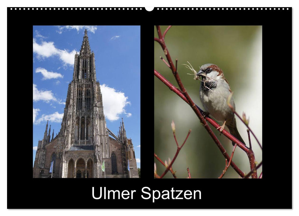 Ulmer Spatzen (CALVENDO Wandkalender 2025)