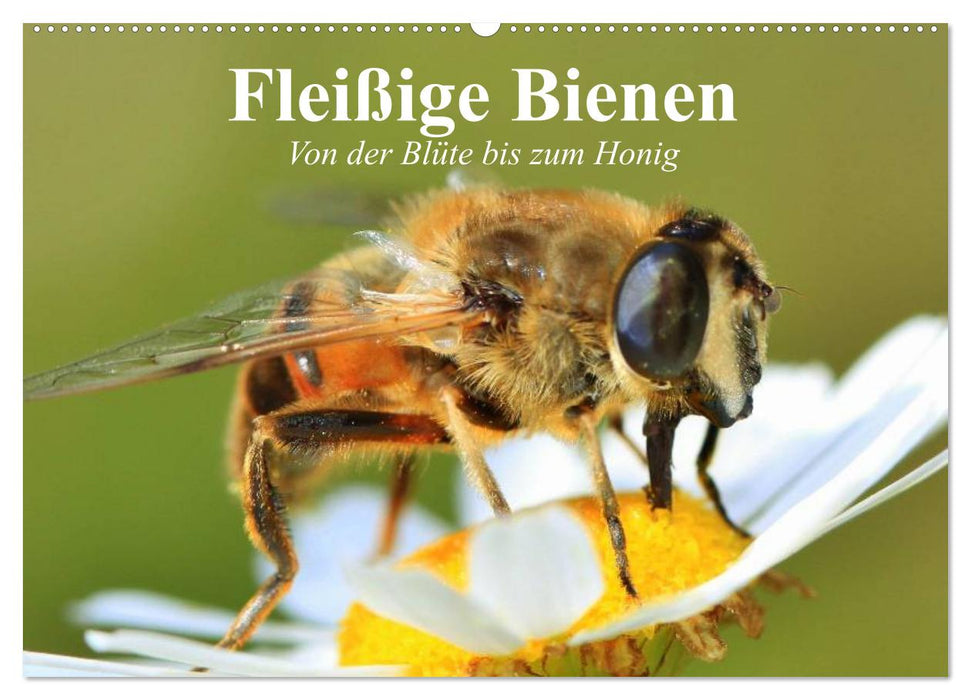 Fleißige Bienen. Von der Blüte bis zum Honig (CALVENDO Wandkalender 2025)