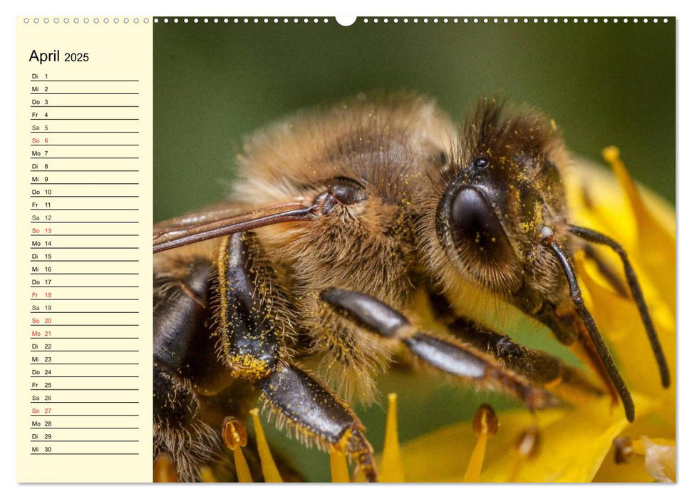 Fleißige Bienen. Von der Blüte bis zum Honig (CALVENDO Wandkalender 2025)