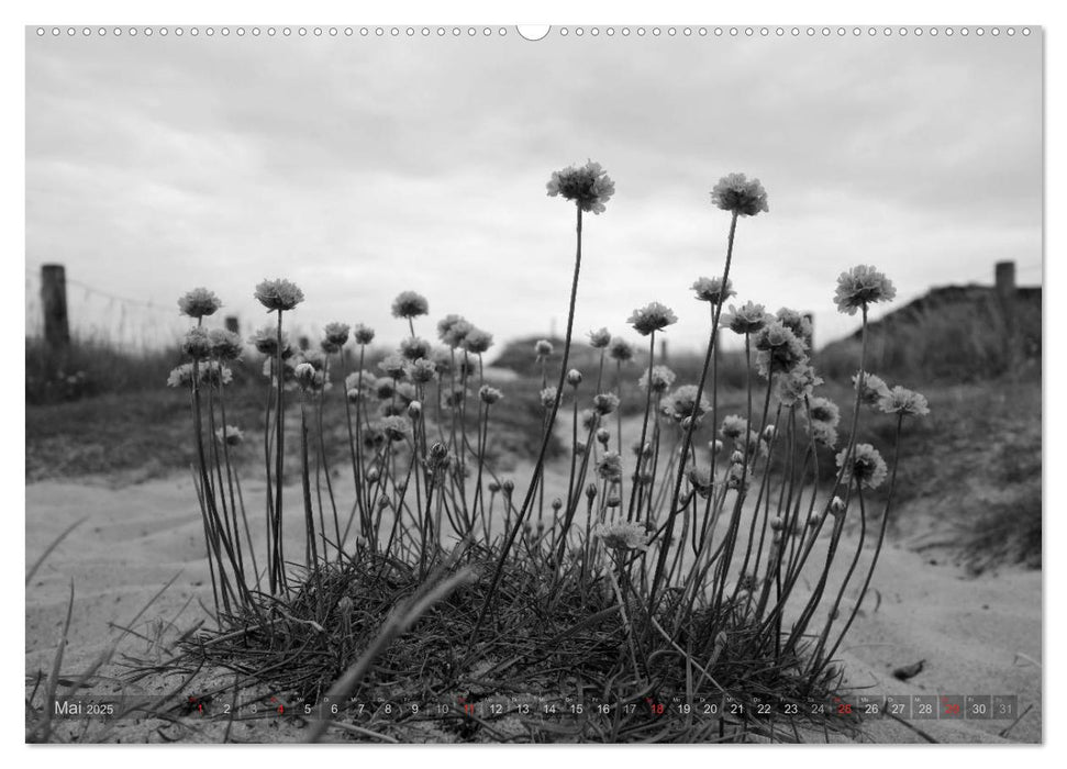 54°54'57"N 8°19'51"E SYLT (CALVENDO Wandkalender 2025)