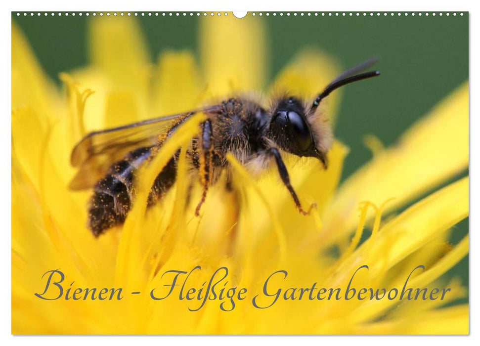 Bienen - Fleißige Gartenbewohner (CALVENDO Wandkalender 2025)