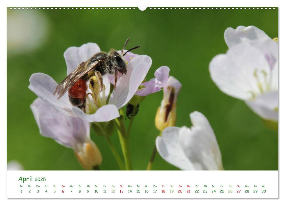 Bienen - Fleißige Gartenbewohner (CALVENDO Wandkalender 2025)