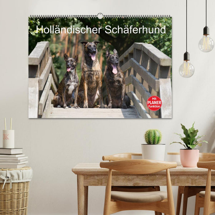 Holländischer Schäferhund (CALVENDO Wandkalender 2025)