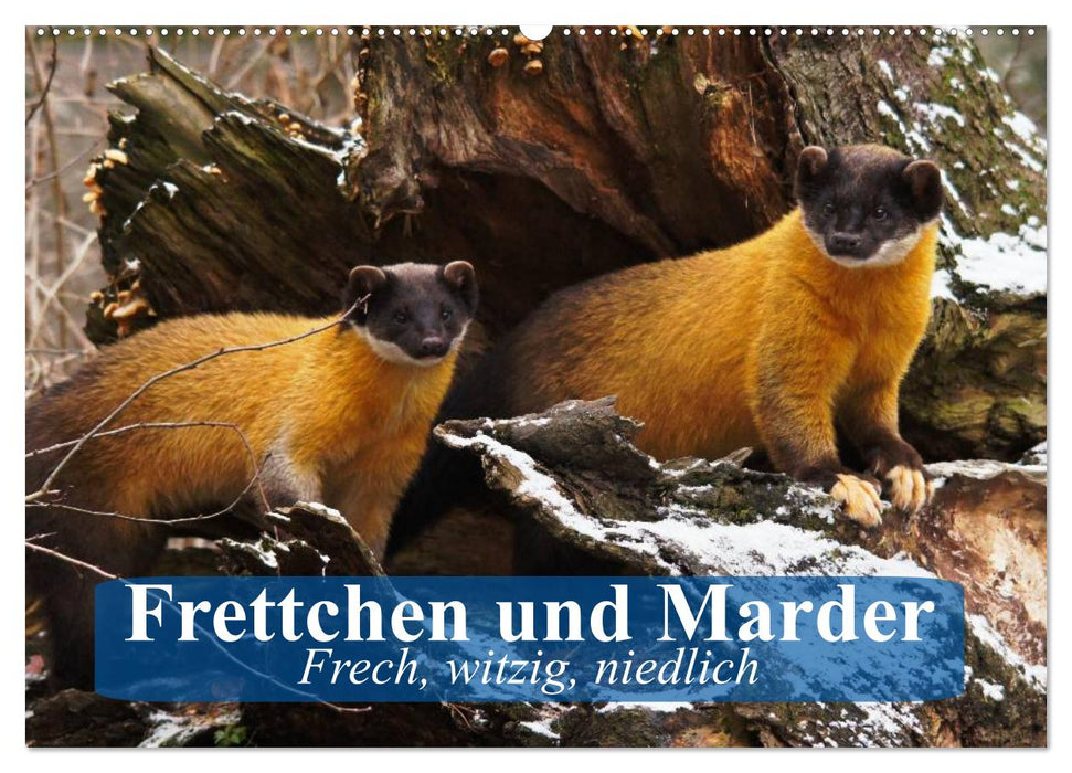 Frettchen und Marder. Frech, witzig, niedlich (CALVENDO Wandkalender 2025)